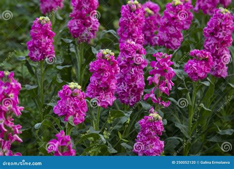 Pink Flowers of Matthiola Incana Stock Photo - Image of color, garden: 250052120