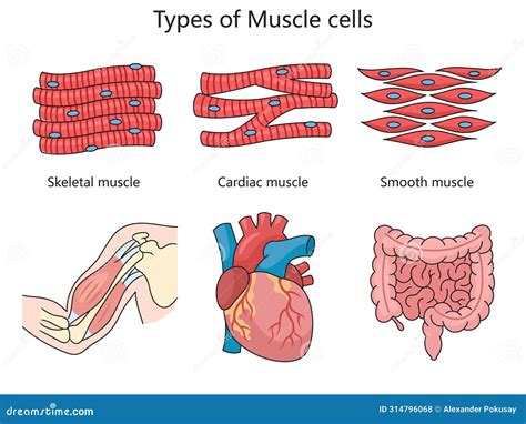 Types of Muscle Cells Structure Diagram Medical Stock Illustration - Illustration of human ...