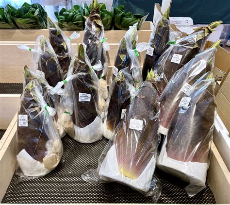 Fresh Bamboo Shoots — THE SETOUCHI COOKBOOK