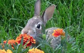 Image result for Bunny Eating Flowers