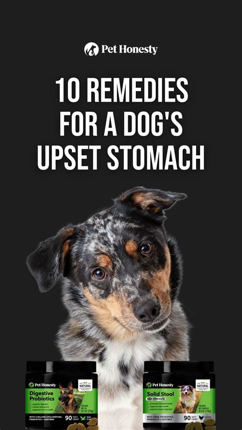 10 remedies for a dog s upset stomach – Artofit