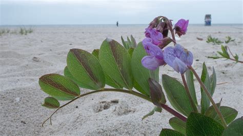 Cape Cod photos: Piping plovers, cicadas, beach stairs and ice cream