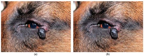 Sebaceous Cyst In Dogs Treatment