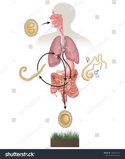 Roundworms Life Cycle In Humans