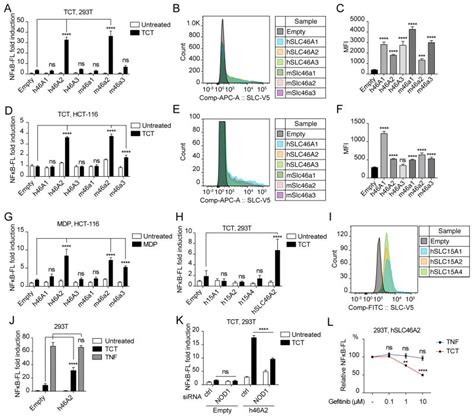 Slc46 Structure 的图像结果