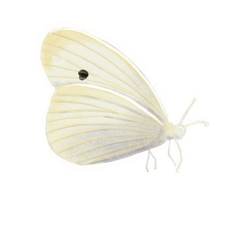 Cabbage White Butterfly, Butterfly, Insect, Beautiful PNG Transparent ...