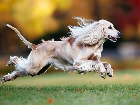 Top 10 Fastest Dog Breeds Ranked: Unbelievable Speed Stats