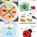 Image result for Ladybug Science Activities