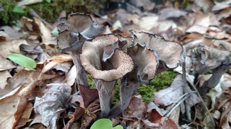 Black Trumpet Mushrooms - Mushroom Hunting Foundation