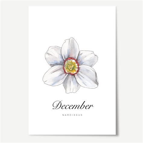 Birth Flowers For December