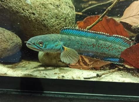 Channa Red Mosaic | FRESHWATERAQUATICA