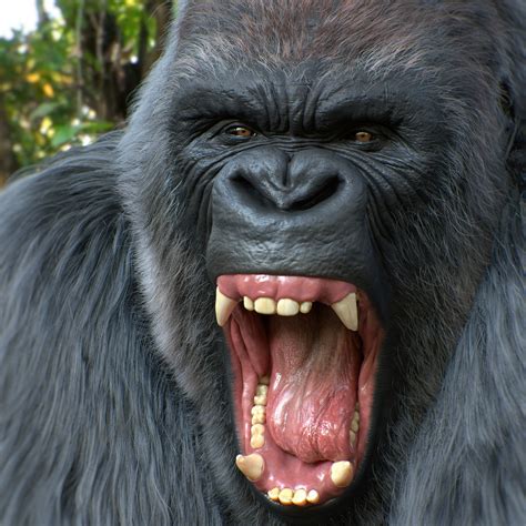 Silverback Gorilla Teeth