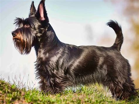 Scottish Terrier: O companheiro corajoso, independente e leal