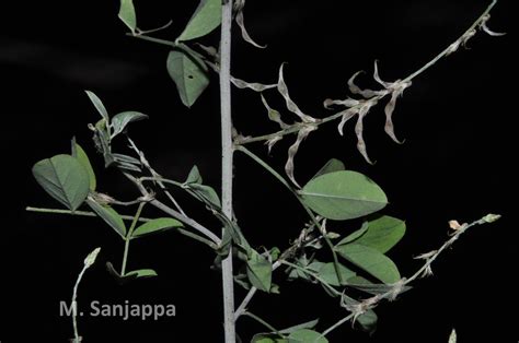 Herbarium JCB