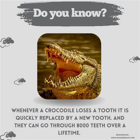 Fascinating Facts About Crocodiles