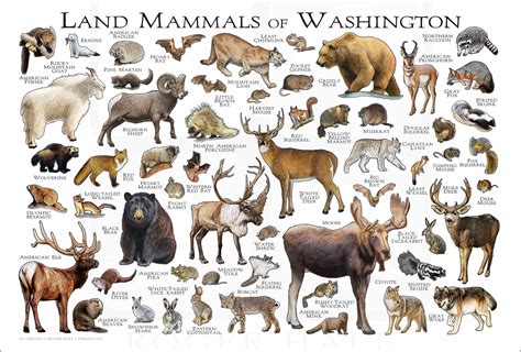 Wildlife In Washington State