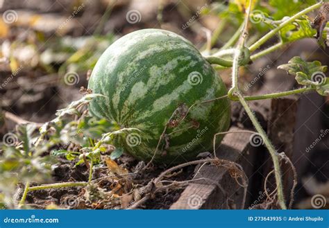 Watermelon in the Vegetable Garden Stock Image - Image of watermelon ...