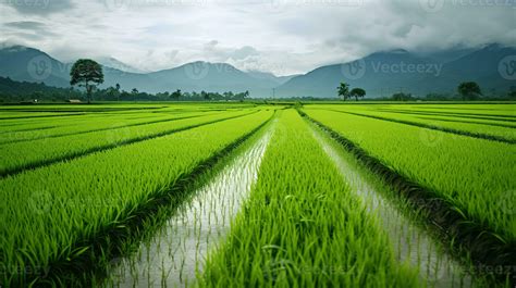 AI generated Green rice fields in the rainy season beautiful natural ...