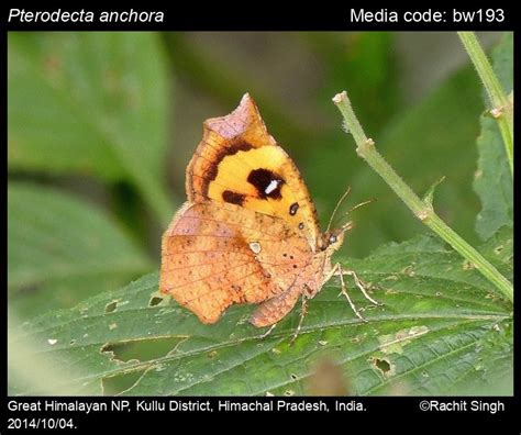 Pterodecta anchora Pagenstecher, 1887 - | Moths