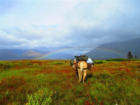 Horses - Rainy Pass Lodge