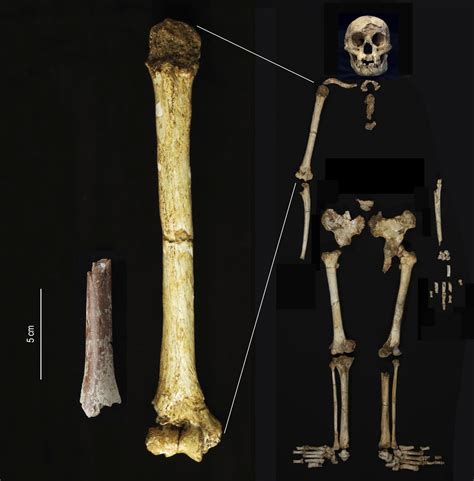 70万年前的牙齿和骨骼显示，古代人类“霍比特人”甚至比我们想象的还要矮 - 神秘的地球 科学|自然|地理|探索