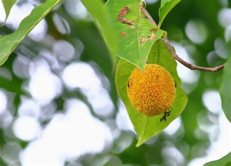 Understanding China: Full Information, Usage, Benefits, and Side Effec ...