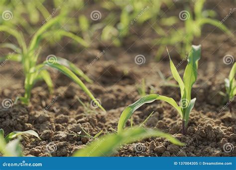 Planting Corn Seeds stock image. Image of farmer, harvest - 137004305