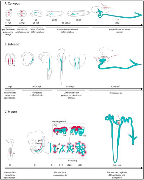 Nephron Patterning: Lessons from Xenopus, Zebrafish, and Mouse Studies
