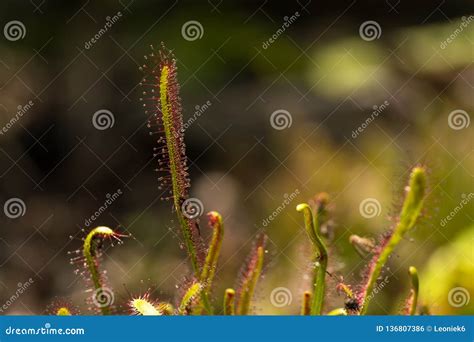 Close-up of a Cape Sundew Drosera Capensis a Flesh Eating Carnivorous ...