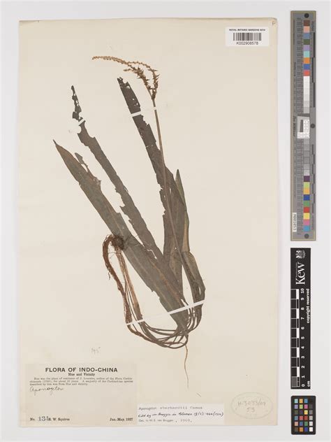 Aponogeton robinsonii A.Camus | Plants of the World Online | Kew Science