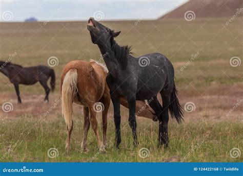 Wild Horses Mating in the Utah Desert Stock Photo - Image of mammal ...