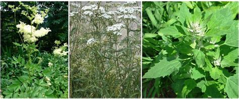 Koken met Wildpluk - Sessie 4: Moerasspirea, Duizendblad ...