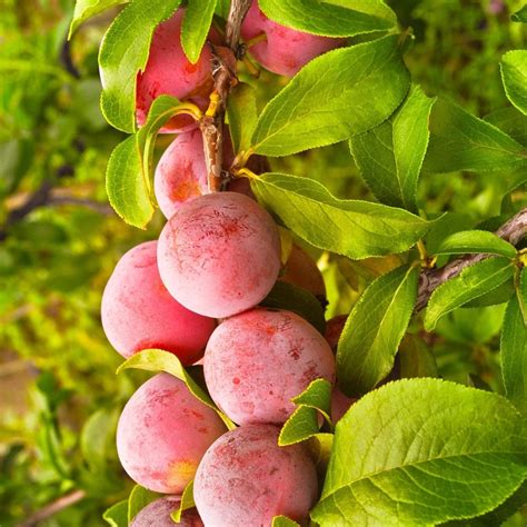 Pillar Fruit Trees: A Guide to Cordon Growing – Roots Plants - are they safe to eat