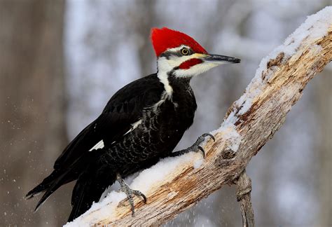 Symbolic Meaning of the Woodpecker on Whats-Your-Sign