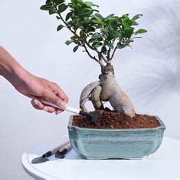 Ficus Bonsai Plant – Ugaoo