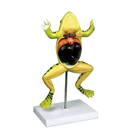 Modelo anatómico de cuerpo entero - Wellden International Inc. - de ...