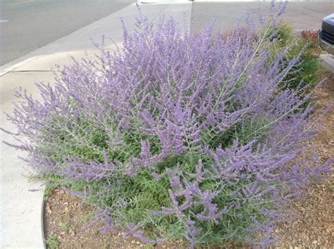 Perovskia atriplicifolia (Salvia yiangii ) 'Longin' (Russian Sage ...