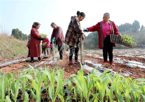 四川仁寿：不误农时 开展春耕-人民图片网