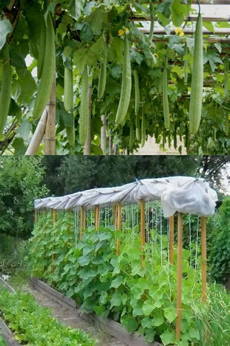 How to Grow Zucchini Vertically: 25 Best Ideas - A Piece Of Rainbow