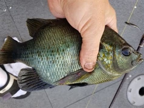 Image result for Fishing Shellcrackers