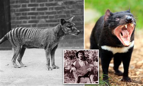 Thylacine Tasmanian Tiger