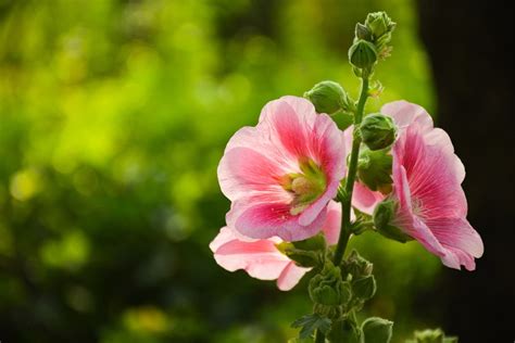 Beautiful Hollyhocks In Pots - Follow These 7 Steps To Success | Horticulture Magazine