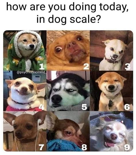 How are you doing today, in dog scale? #DogScale #Meme #FunnyMeme #PetMeme #DogMeme # ...