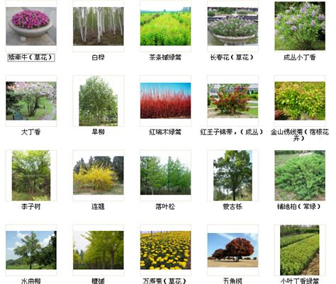 常见园林绿化植物,园林绿化植物品种大全,33种园林绿化树种_大山谷图库