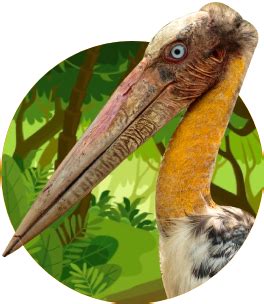 Our Feathered Friends