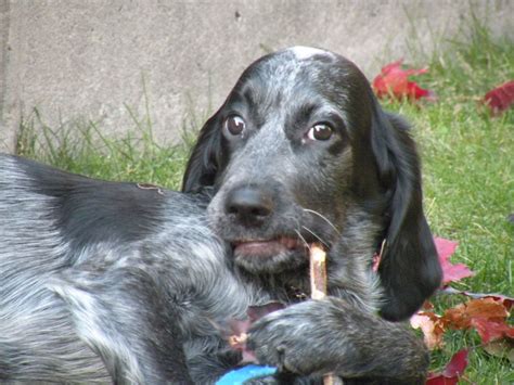 BLUE PICARDY SPANIEL