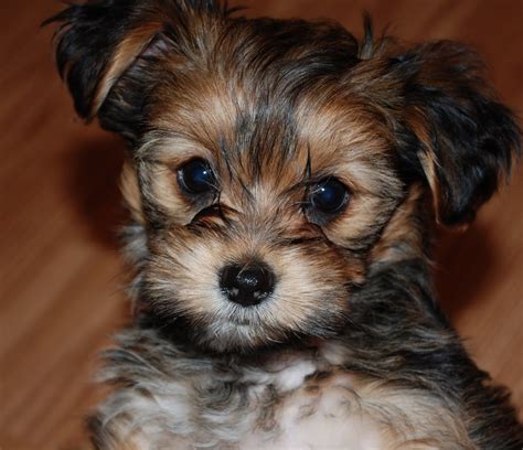 Shih Tzu Mix Yorkie - FEEDGUIDES.COM