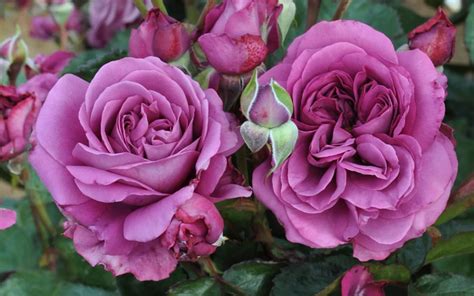 Image result for Flower Digram Using Turtle Python