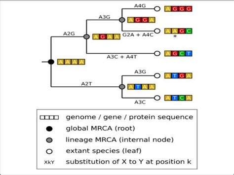 Image result for Phylogenetic Tree Examples