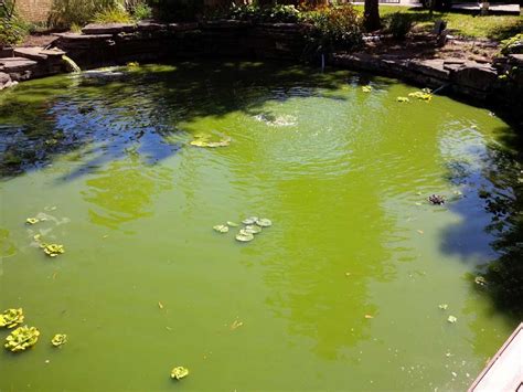 Pond Algae Control 的图像结果